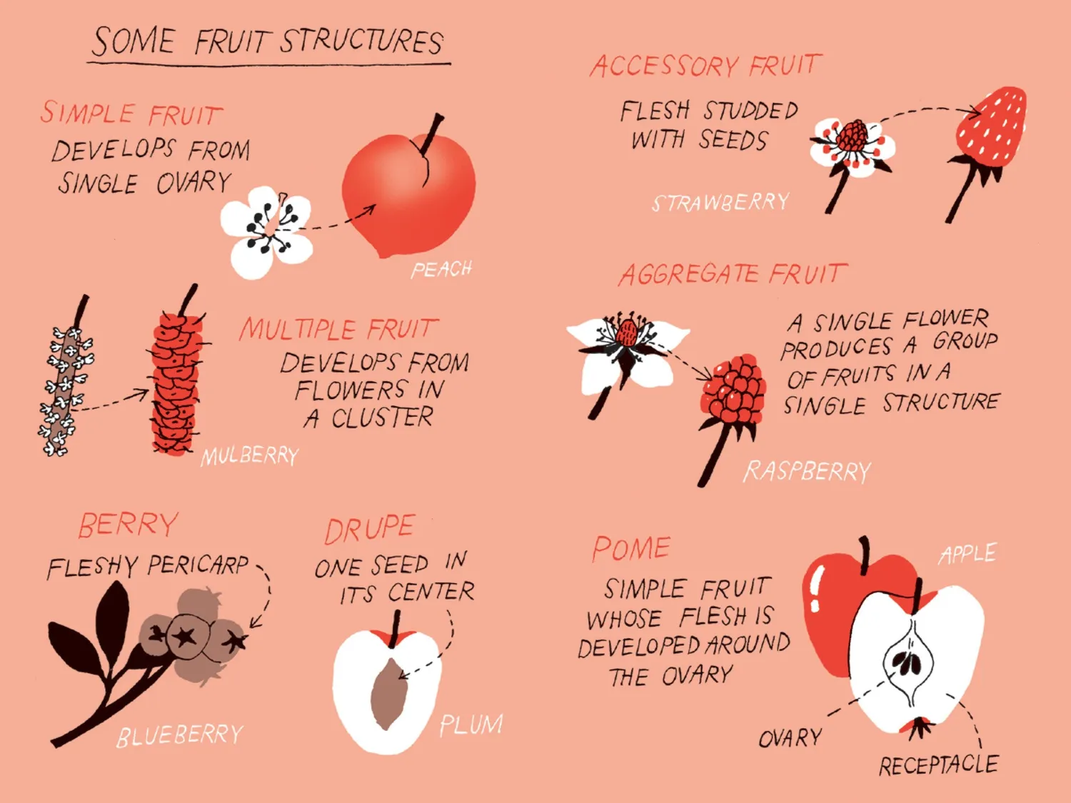 Games Room Pocket Nature Fruit Harvesting guide