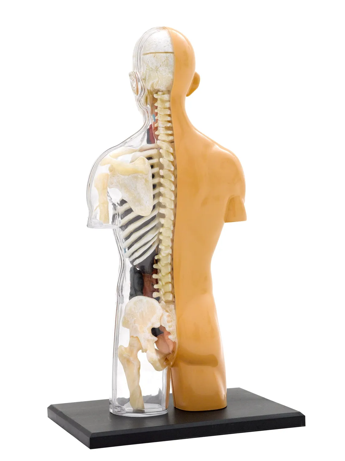 Kosmos Human Body Anatomy Model anatomimodell torso