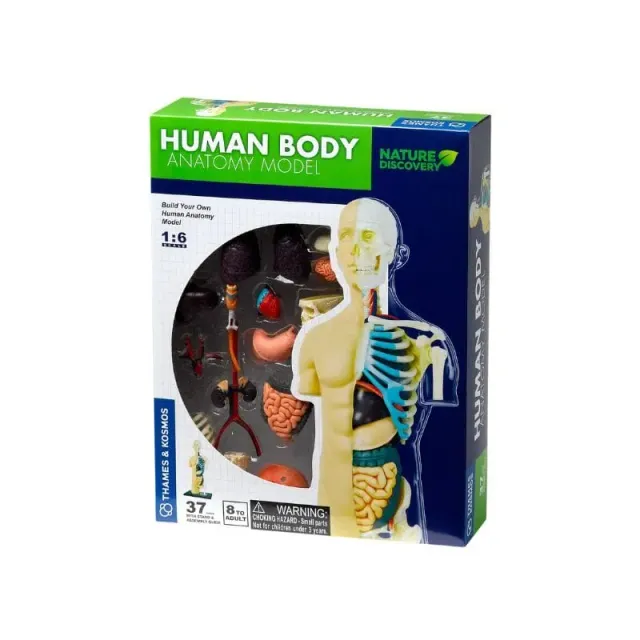Kosmos Human Body Anatomy Model anatomimodell torso