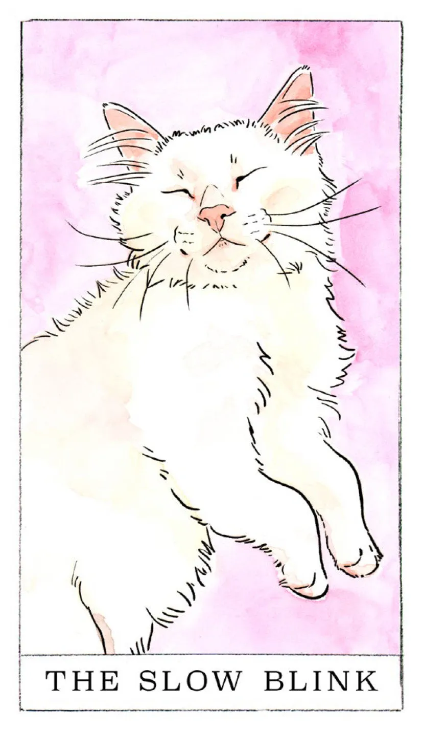Games Room Kitten Oracle orakelkort 50 kort + guidebok
