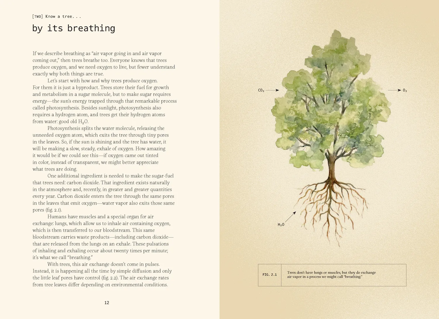 Games Room Forty Ways to Know a Tree naturbok träd