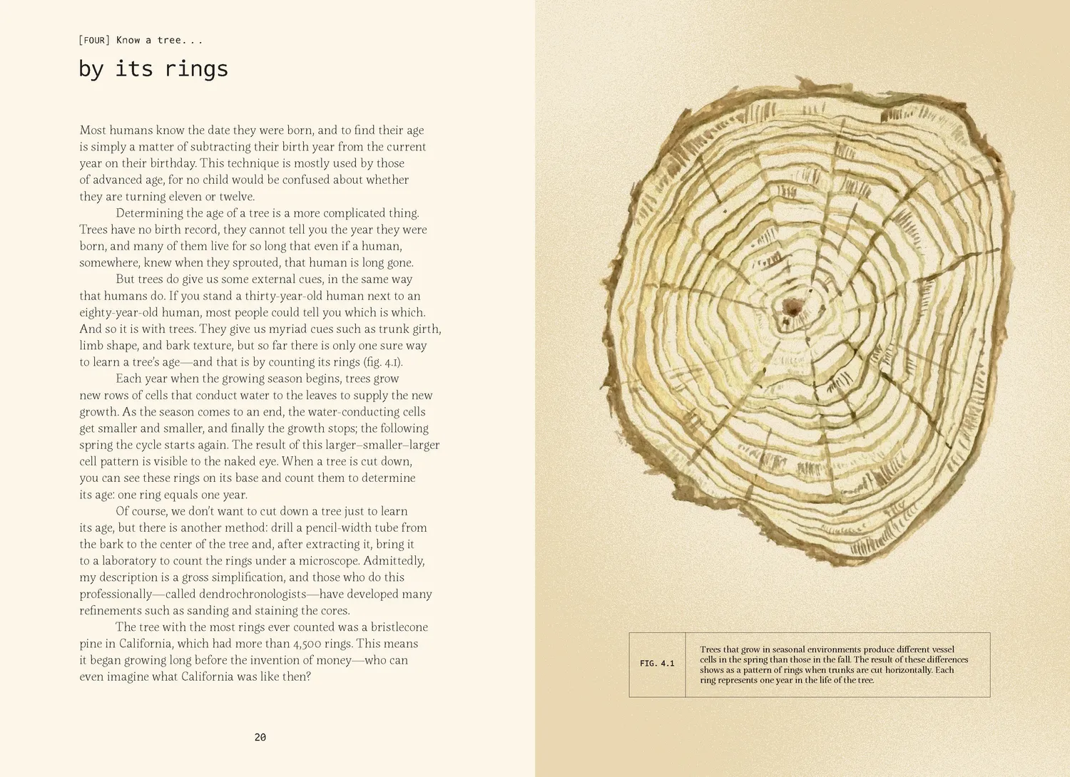 Games Room Forty Ways to Know a Tree naturbok träd