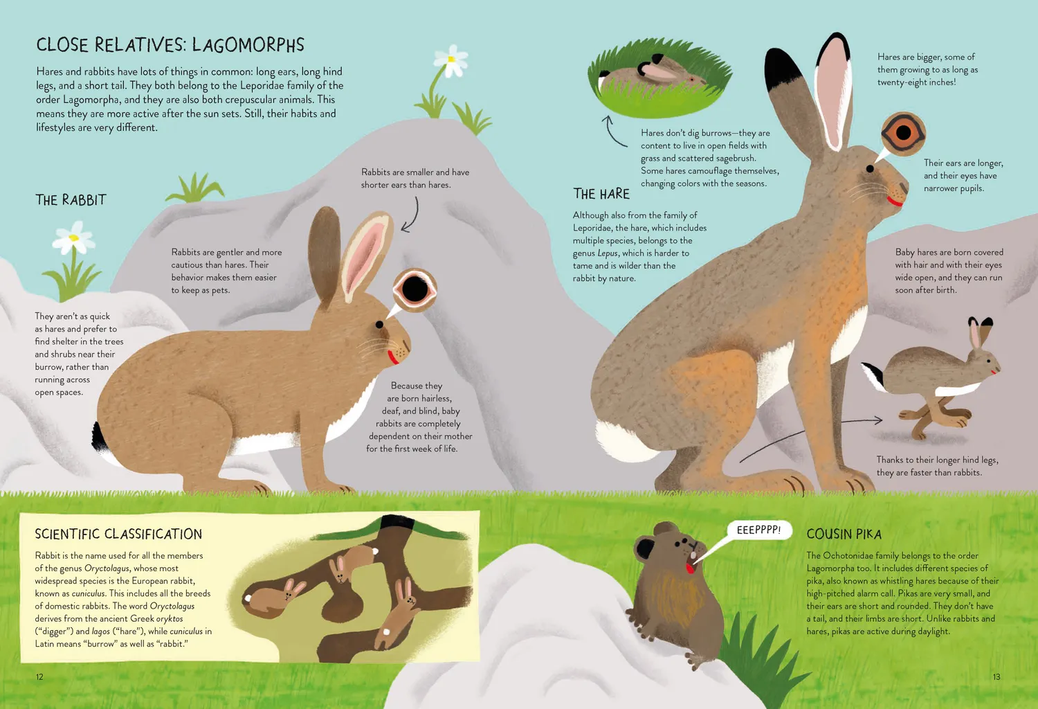 Games Room Rabbitology faktabok om kaniner