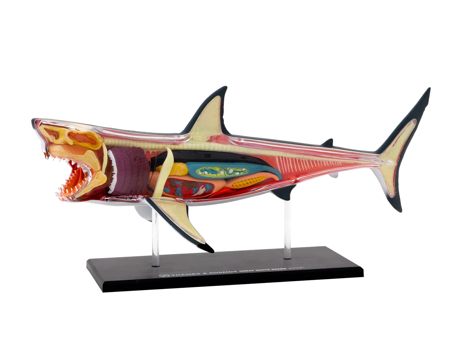 Kosmos Great White Shark anatomimodell vithaj