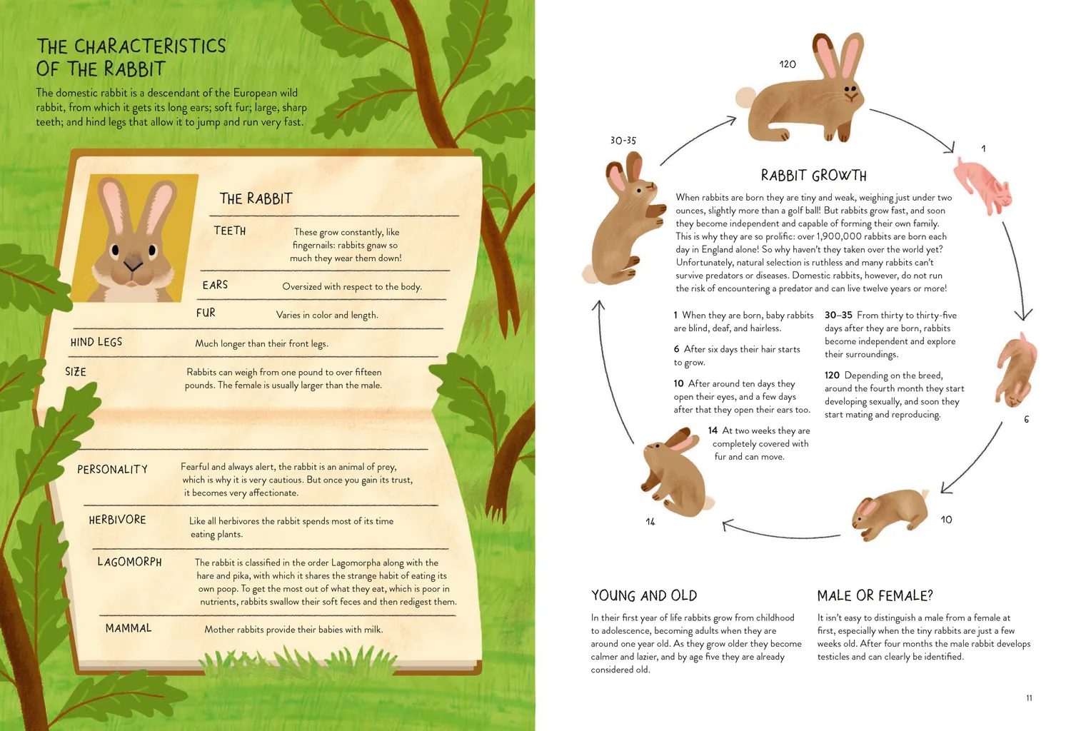 Games Room Rabbitology faktabok om kaniner