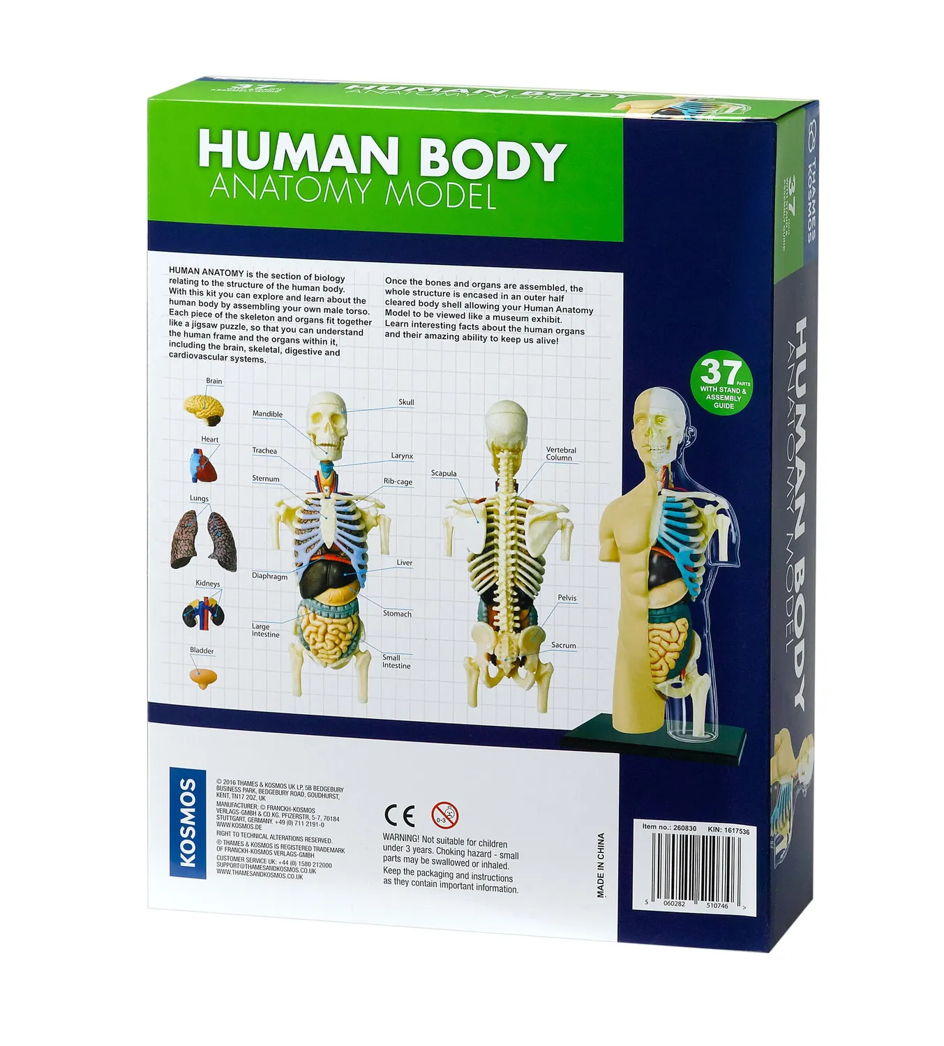 Kosmos Human Body Anatomy Model anatomimodell torso