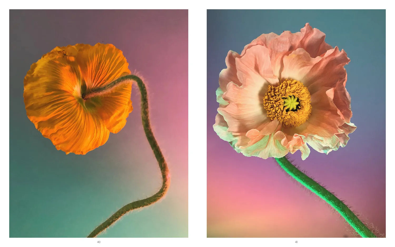 Games Room Still Life bok fotobok blommor