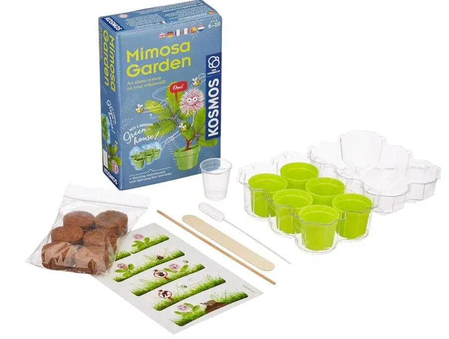 Kosmos Mimosa Garden experimentlåda odla 6 år