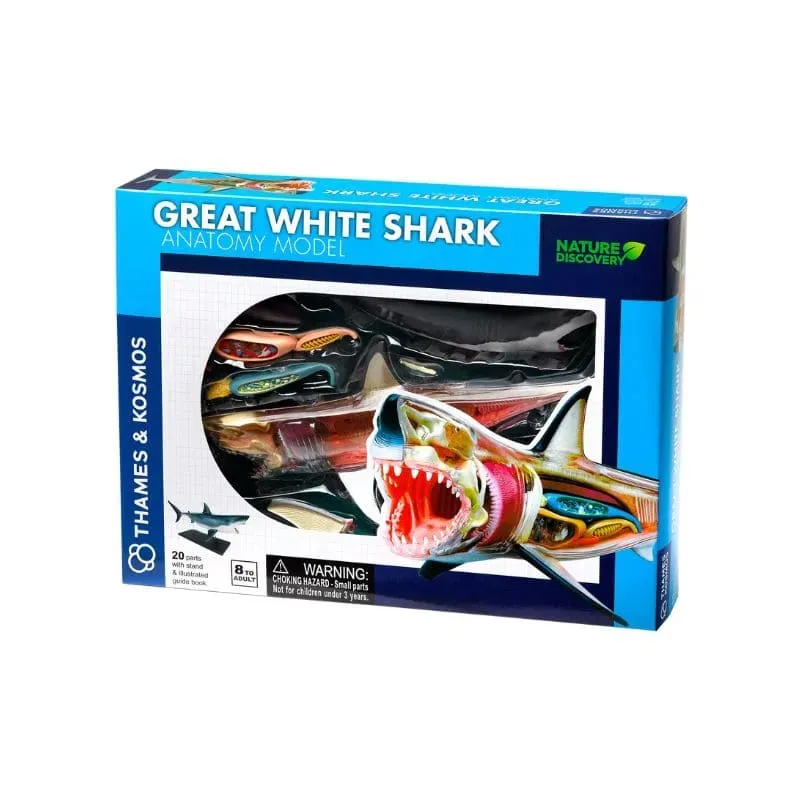 Kosmos Great White Shark anatomimodell vithaj